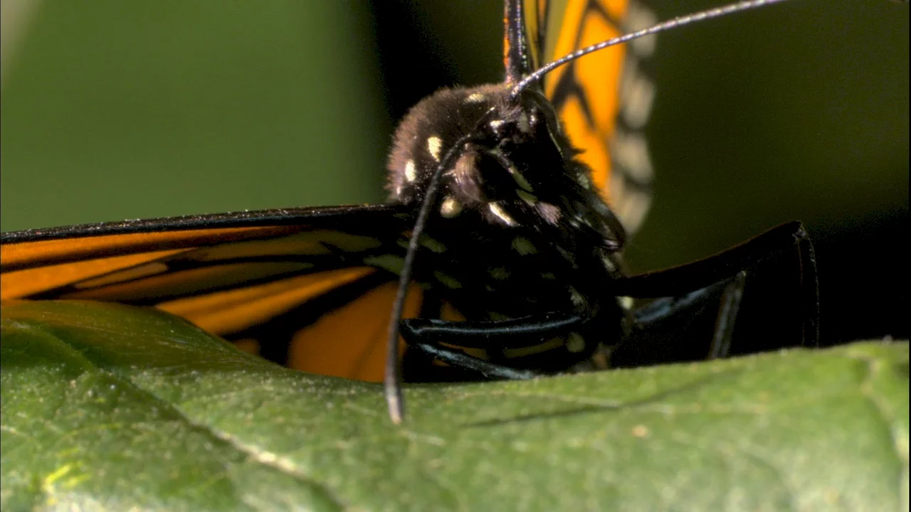 Photo 3 du film : Papillon
