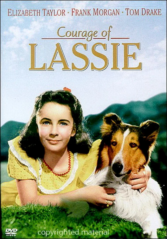 Photo 1 du film : Le courage de lassie