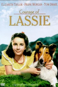 Affiche du film : Le courage de lassie