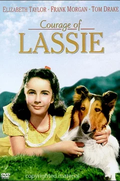 Affiche du film = Le courage de lassie