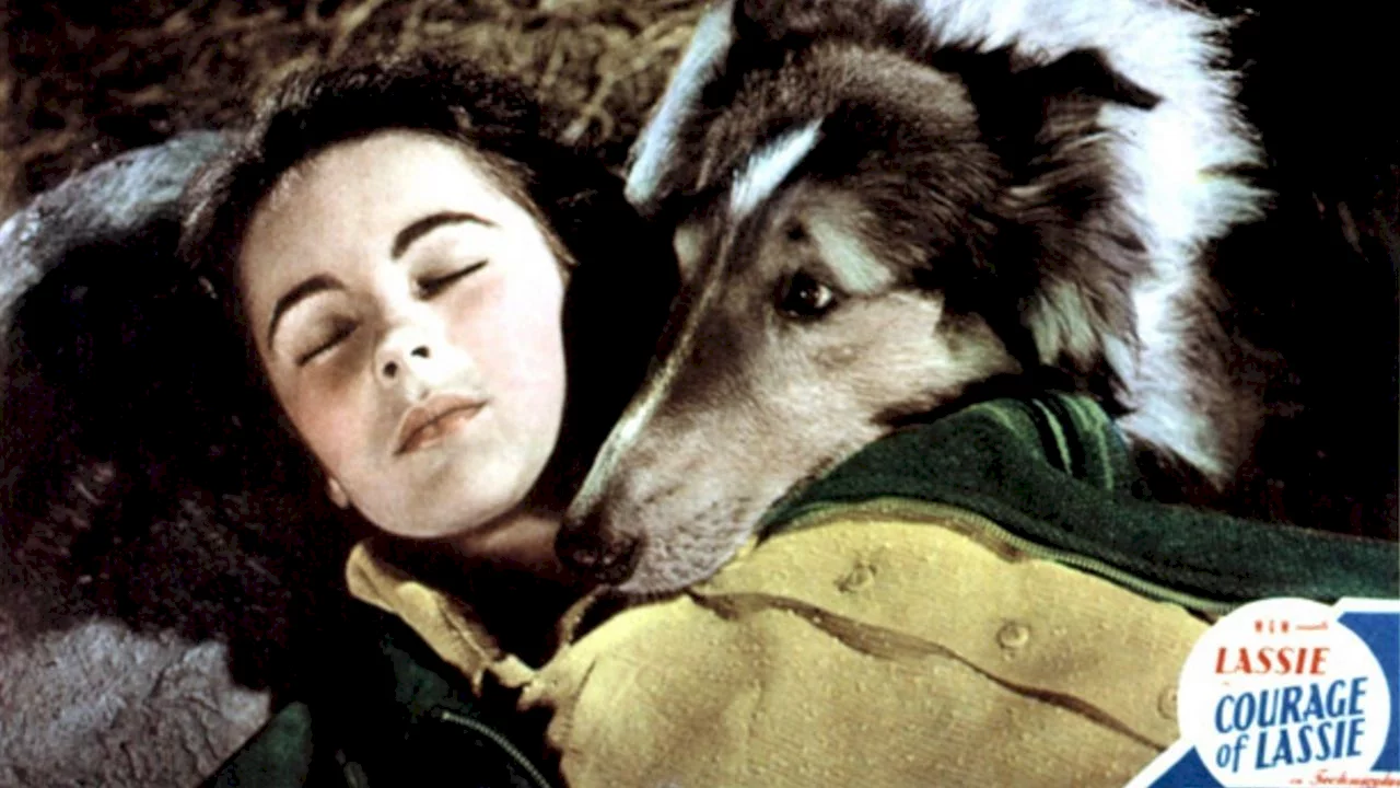 Photo du film : Le courage de lassie