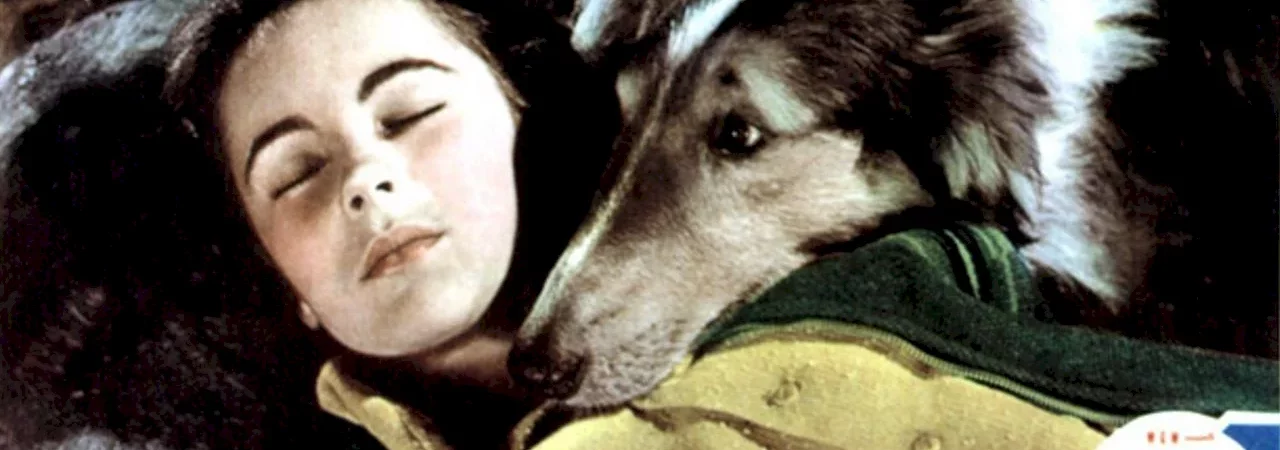 Photo du film : Le courage de lassie