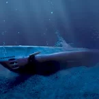 Photo du film : Piege en eaux profondes