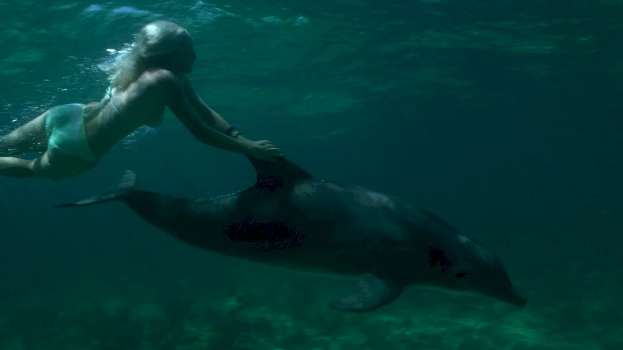 Photo du film : Les dauphins