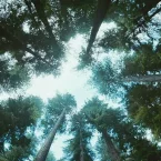 Photo du film : L'arbre de vie