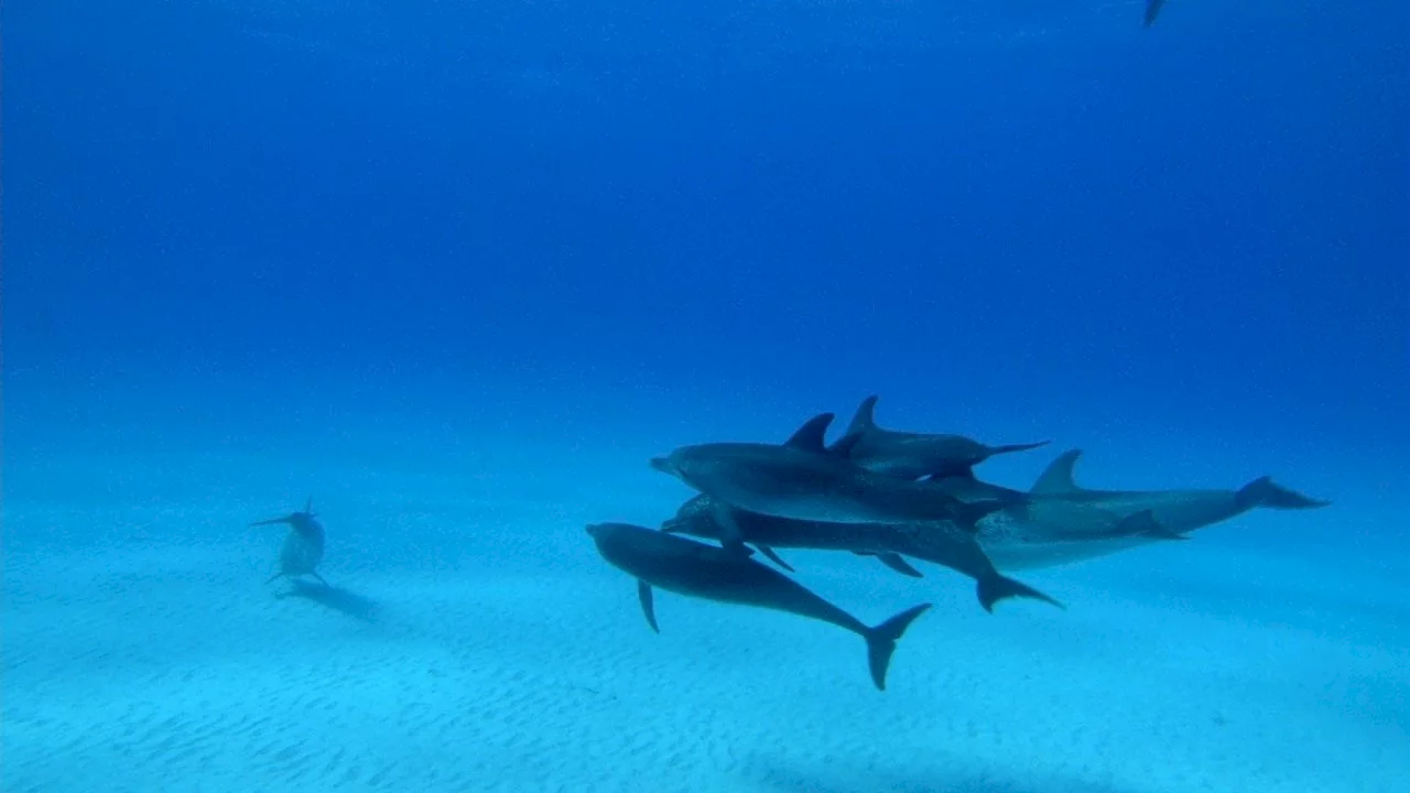 Photo 2 du film : Dauphins et Baleines 3D, nomades des Mers