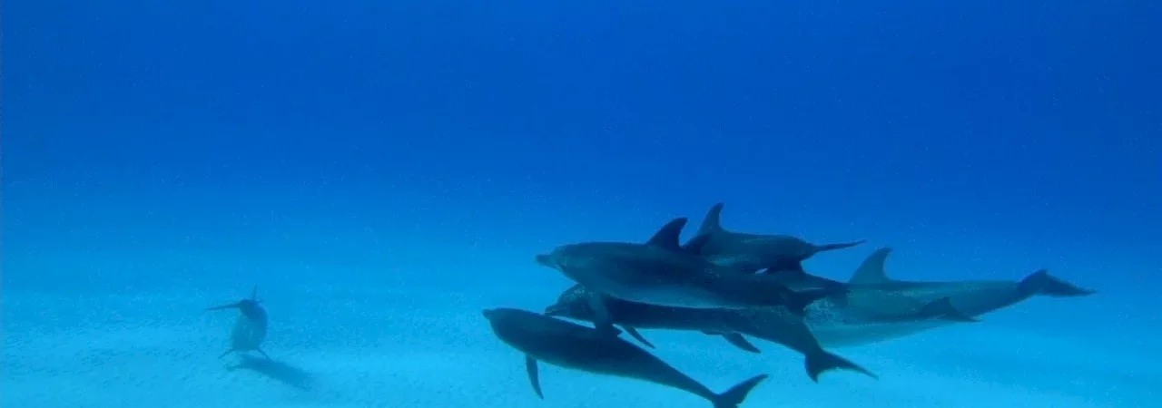 Photo du film : Dauphins et Baleines 3D, nomades des Mers