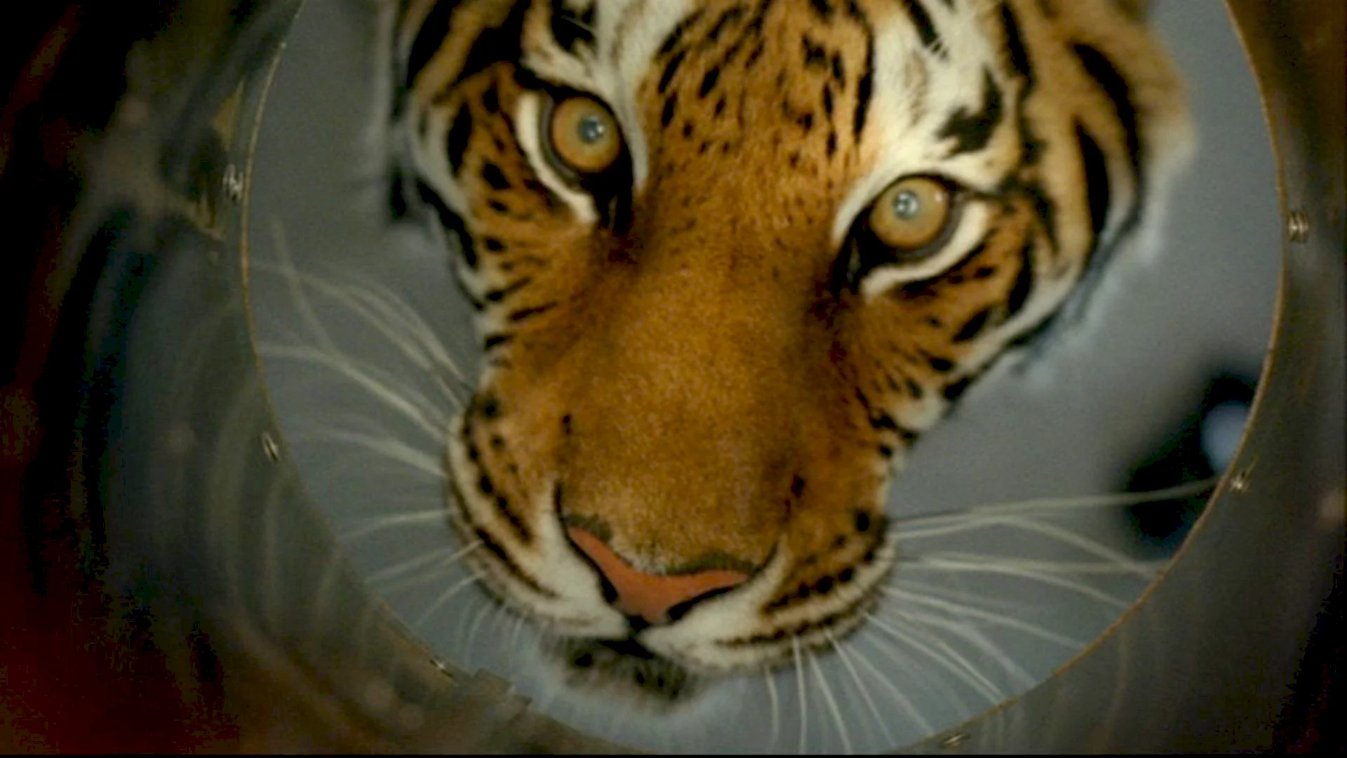 Photo 2 du film : L'oeil du tigre