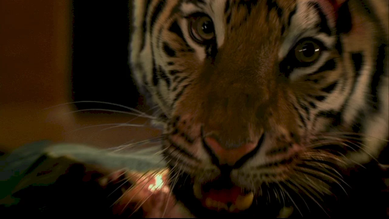 Photo 3 du film : L'oeil du tigre