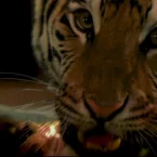 Photo du film : L'oeil du tigre