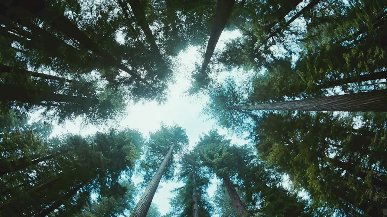 Photo du film : L'arbre de vie