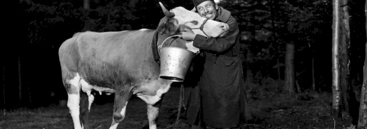 Photo du film : La vache