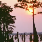 Photo du film : Le bayou