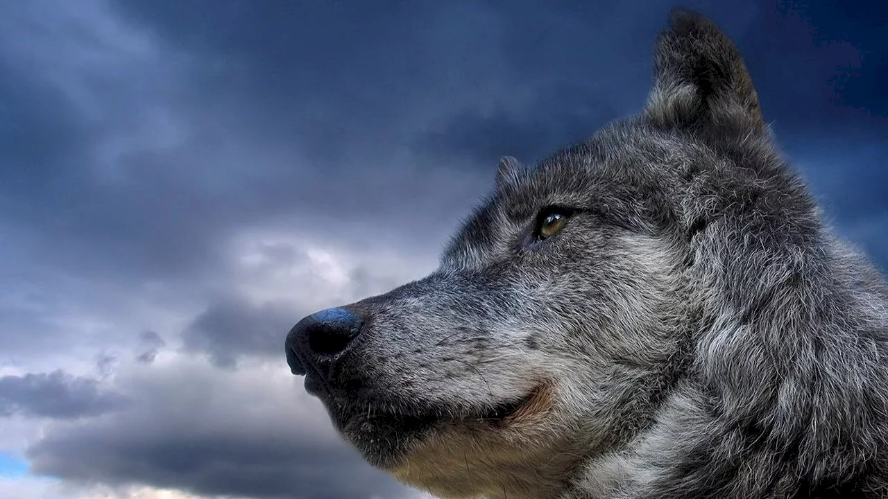 Photo 2 du film : Un homme parmi les loups