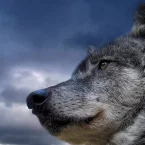 Photo du film : Un homme parmi les loups