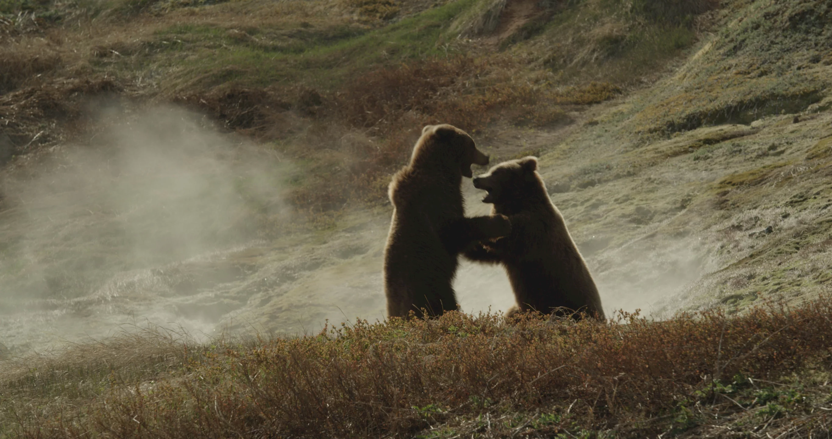 Photo du film : Terre des Ours