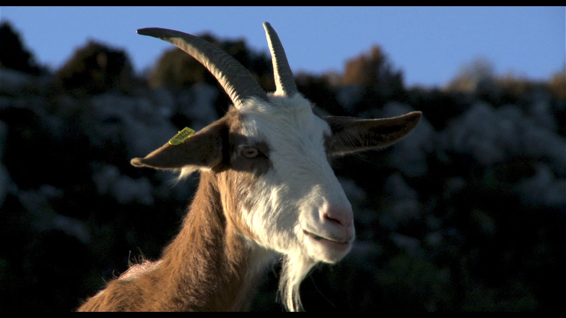 Photo 3 du film : Les Chèvres de ma mère