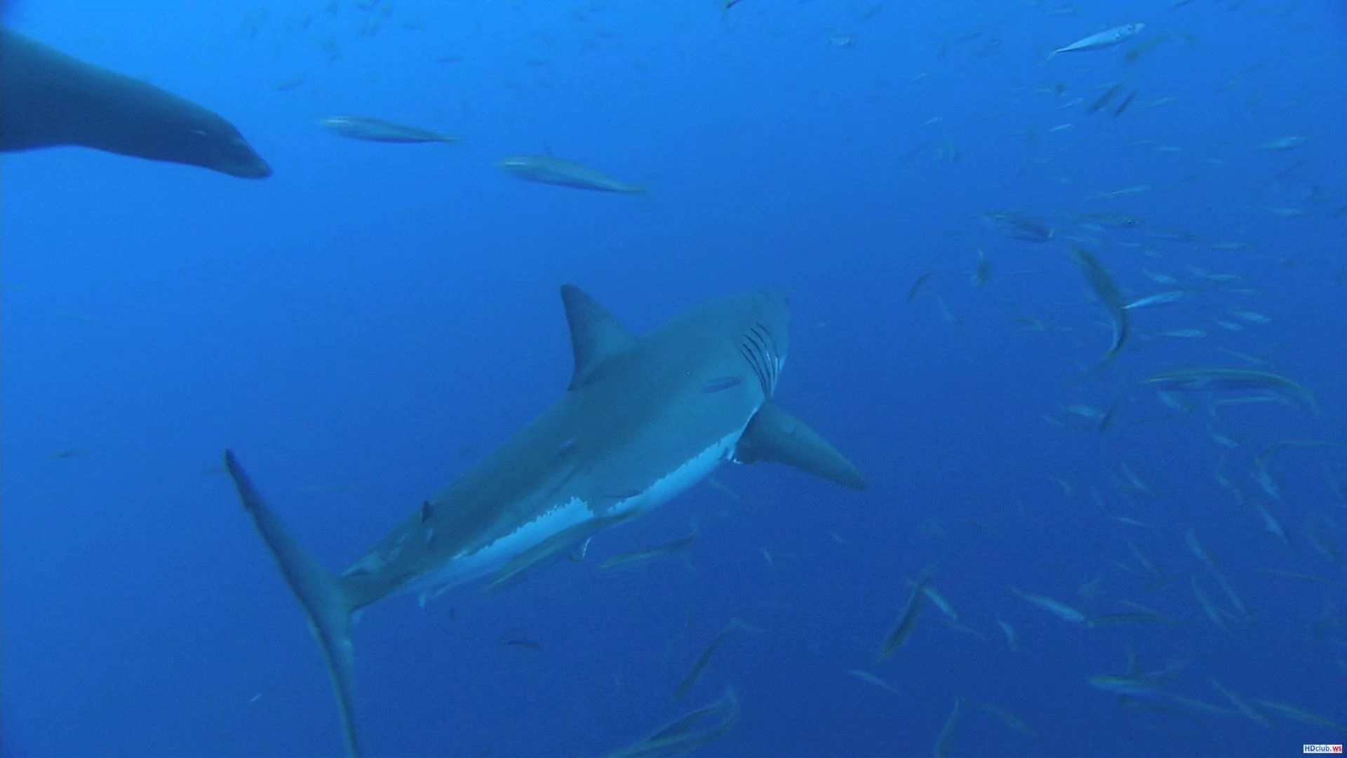 Photo 2 du film : Le monde des requins