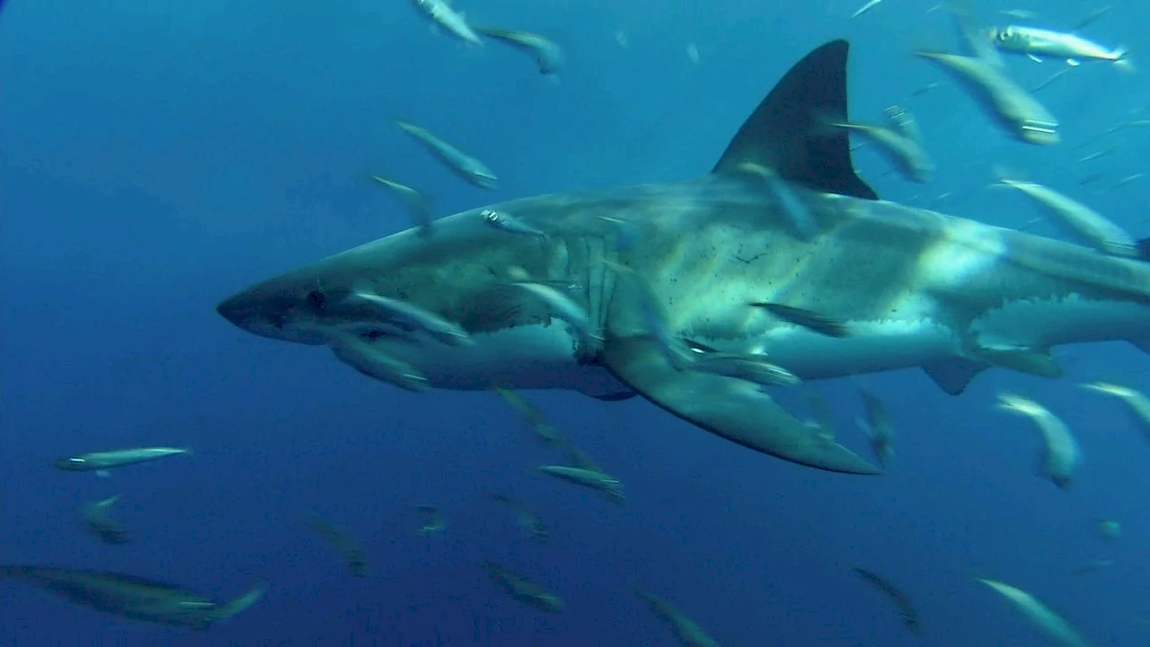 Photo 3 du film : Le monde des requins