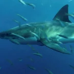 Photo du film : Le monde des requins