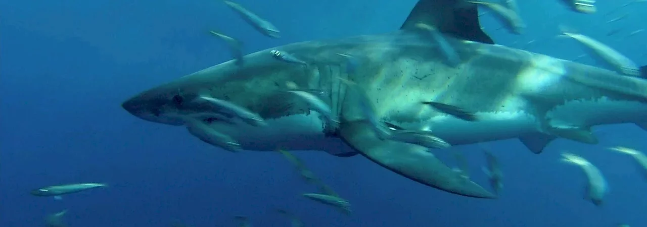 Photo du film : Le monde des requins
