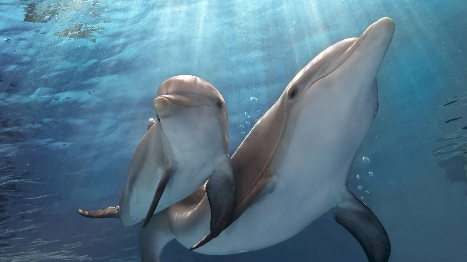 Photo 4 du film : L'Incroyable Histoire de Winter le dauphin 2 